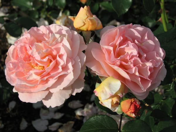Фото 3
