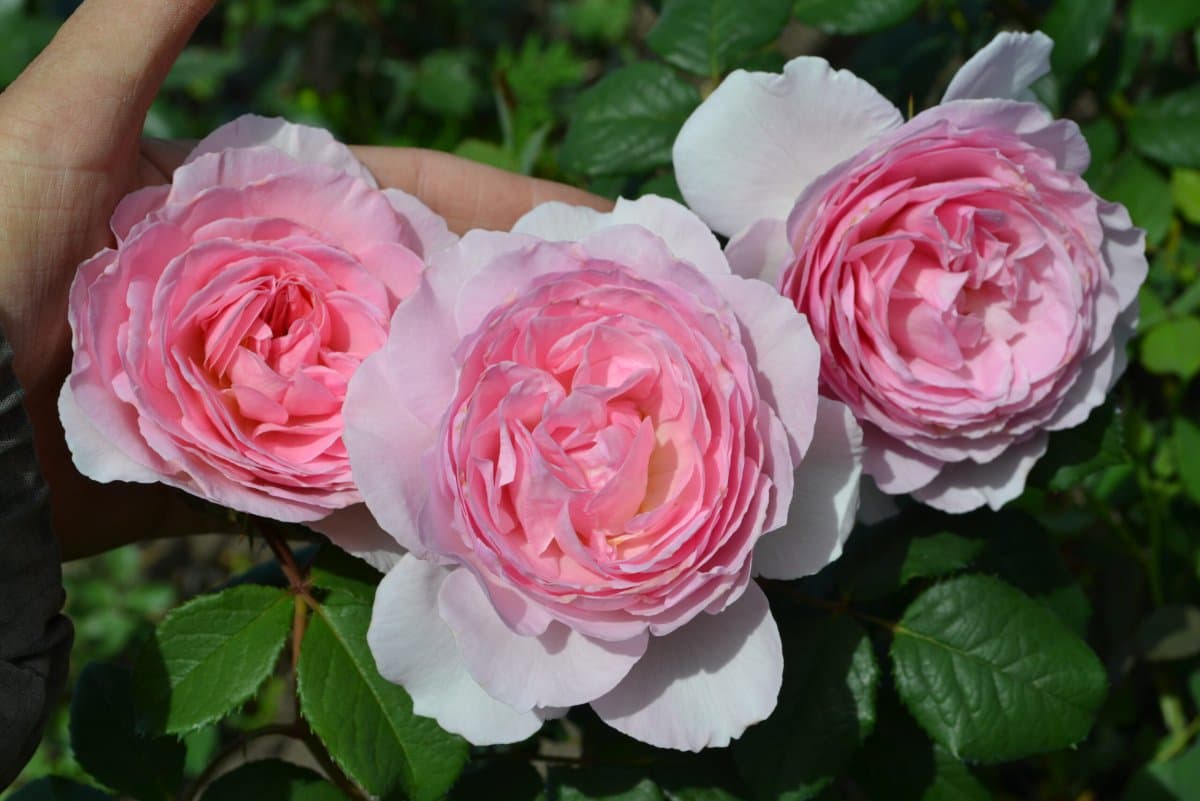 Фото 2