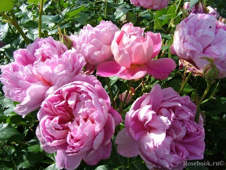 Фото 2