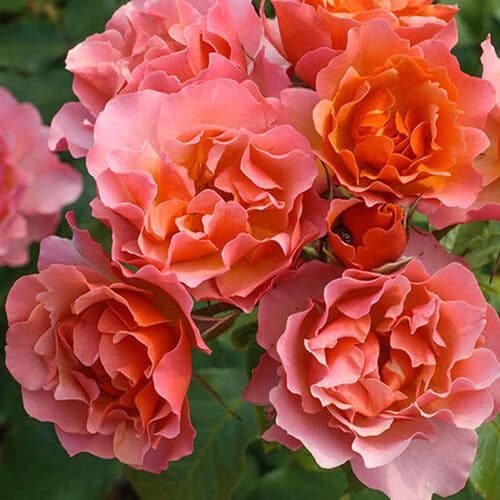Фото 3