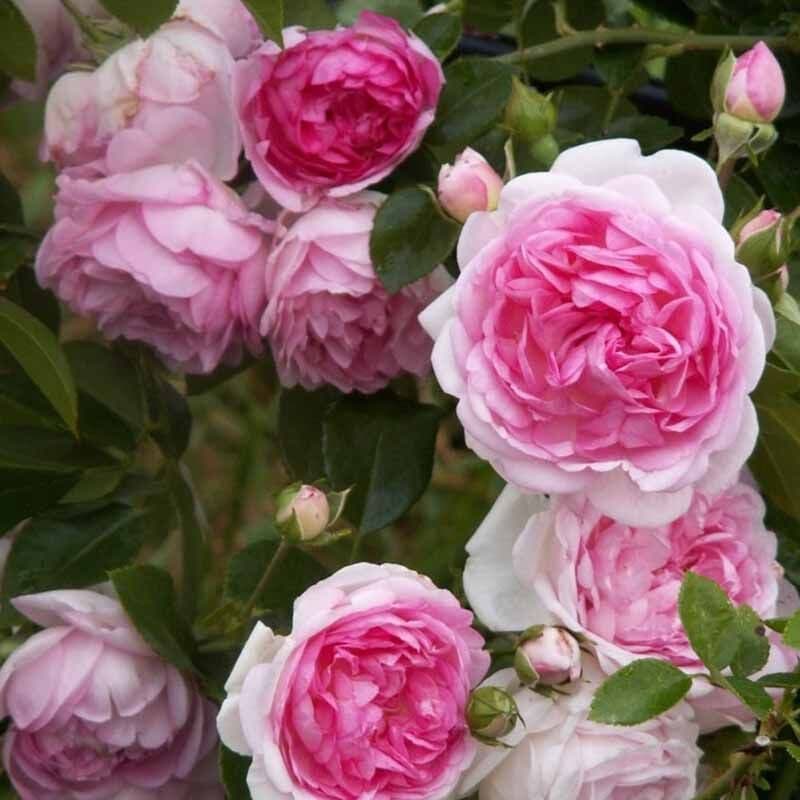 Фото 2
