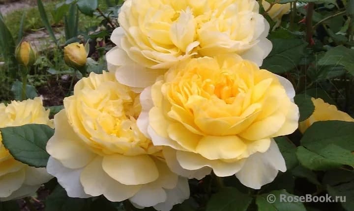 Фото 5