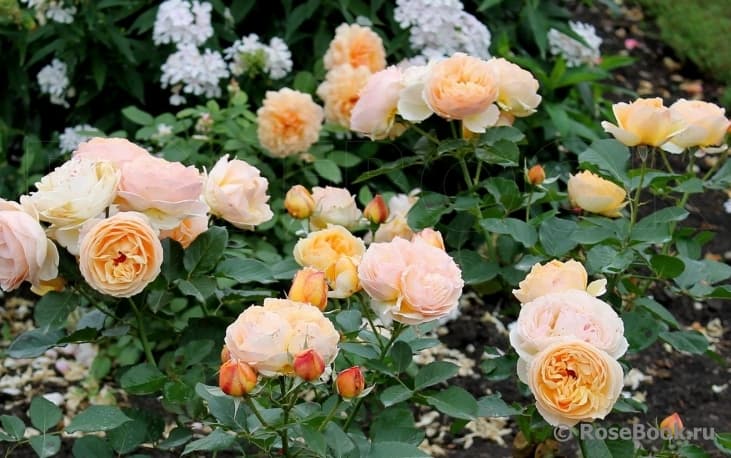 Фото 2