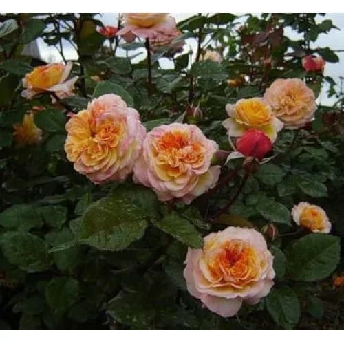 Фото 2