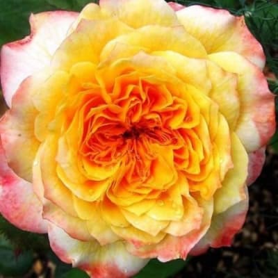 Фото 4