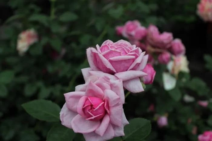 Дьюранс Ансьон
