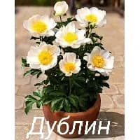 Дублин