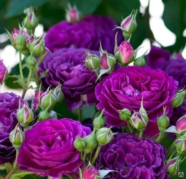 Эбб Тайд (Ebb Tide, Purple Eden ) Carruth США 2001