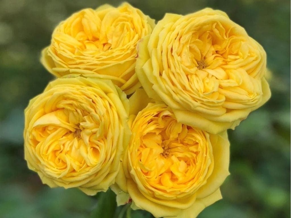 каталина