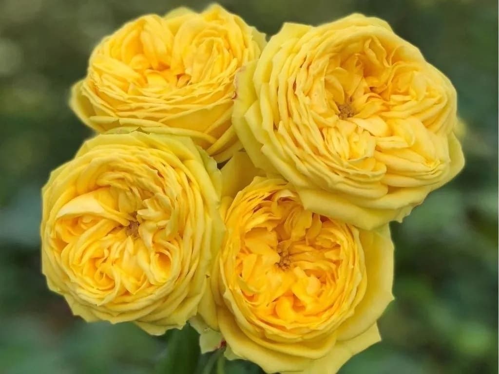 Каталина (Catalina)Olij Rozen B.V. Нидерланды