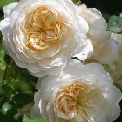 Крокус Роуз (Crocus Rose)