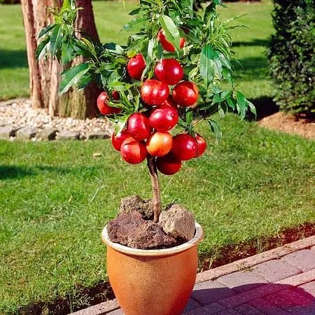 нектарин Рубис