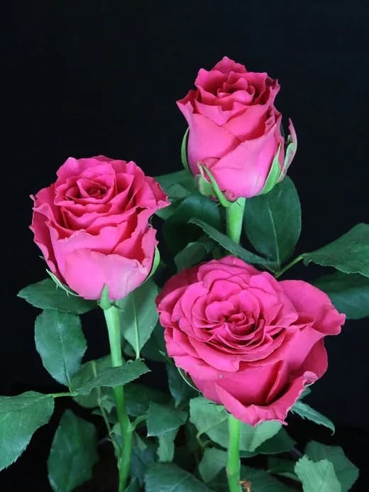 Пинк Родос (Pink Rhodos)