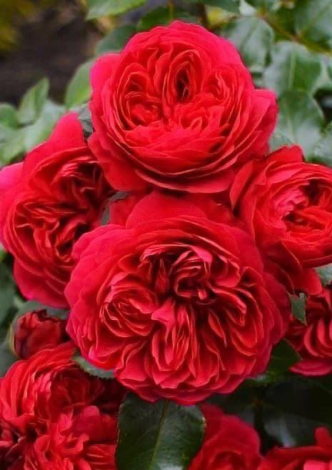 Red Leonardo da Vinci (Ред Леонардо да Винчи) Meilland Франция 2003