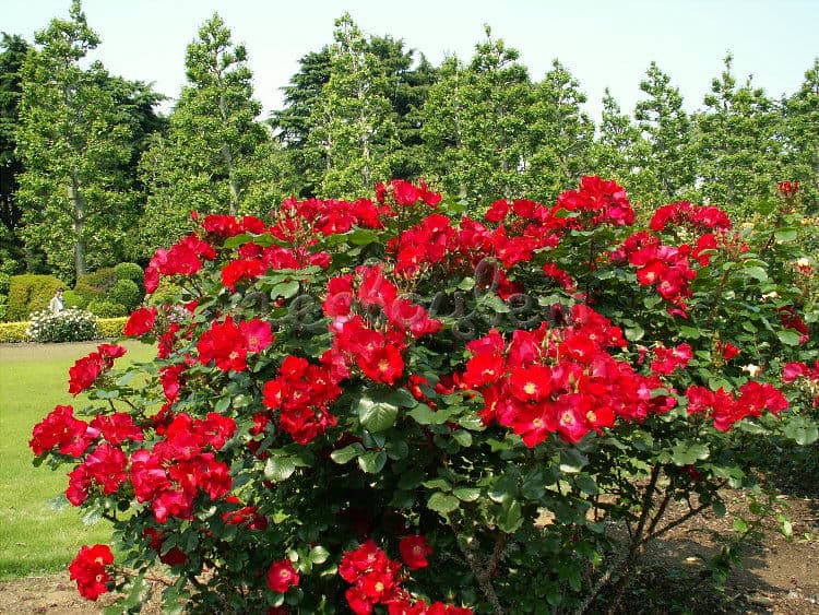 Робуста (Robusta)