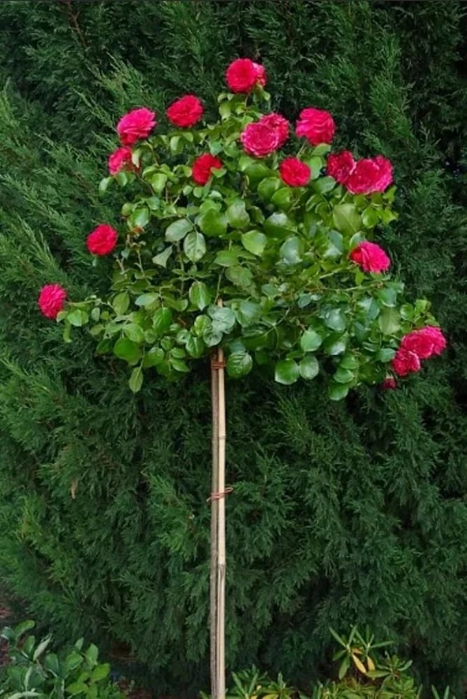 Ред Леонардо Да Винчи(Red Leonardo da Vinci)