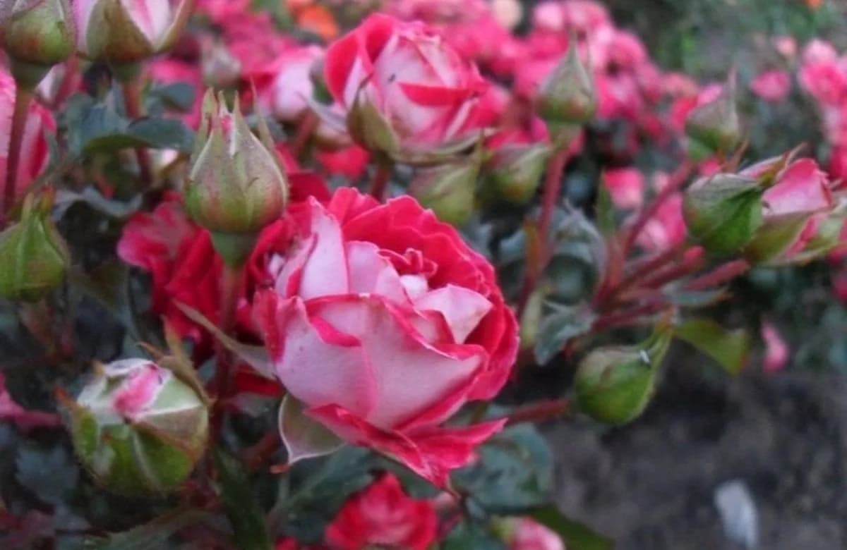 Руби Стар (Ruby Star)