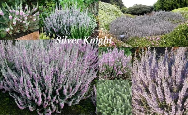 Вереск Сильвер Найт Silver Knight