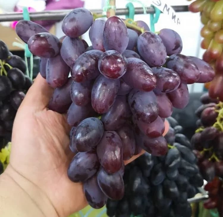 Эмир (столовый)