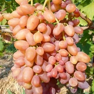 Виноград Находка (кишмиш)