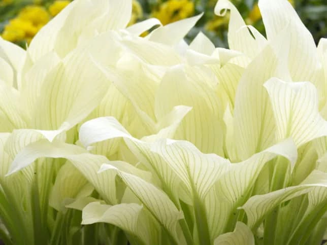 White Feather (Уайт Фезэ, Белые перья) Новинка