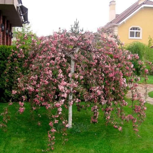 Яблоня плакучая Пендула (Pendula)
