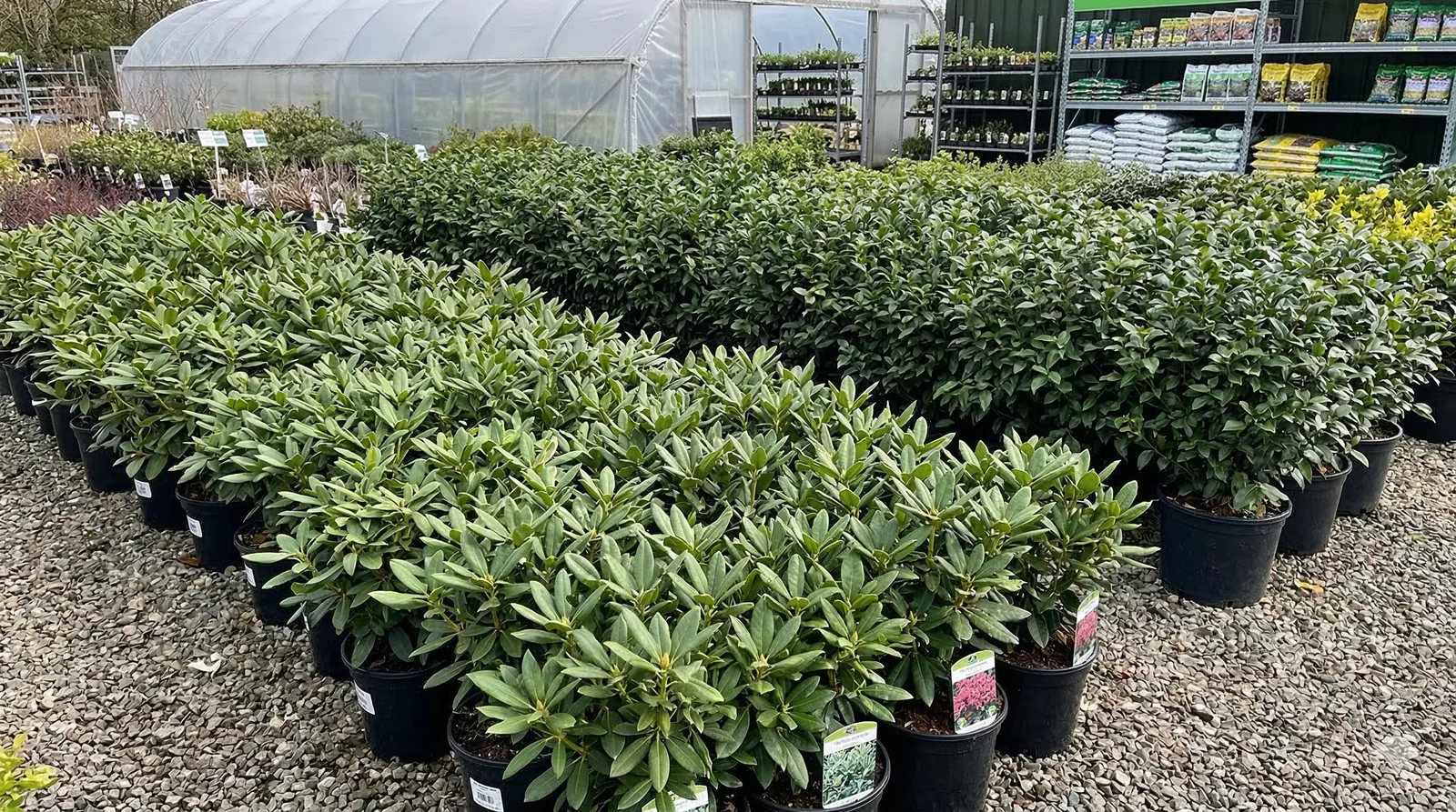 Вечнозелёные кустарники