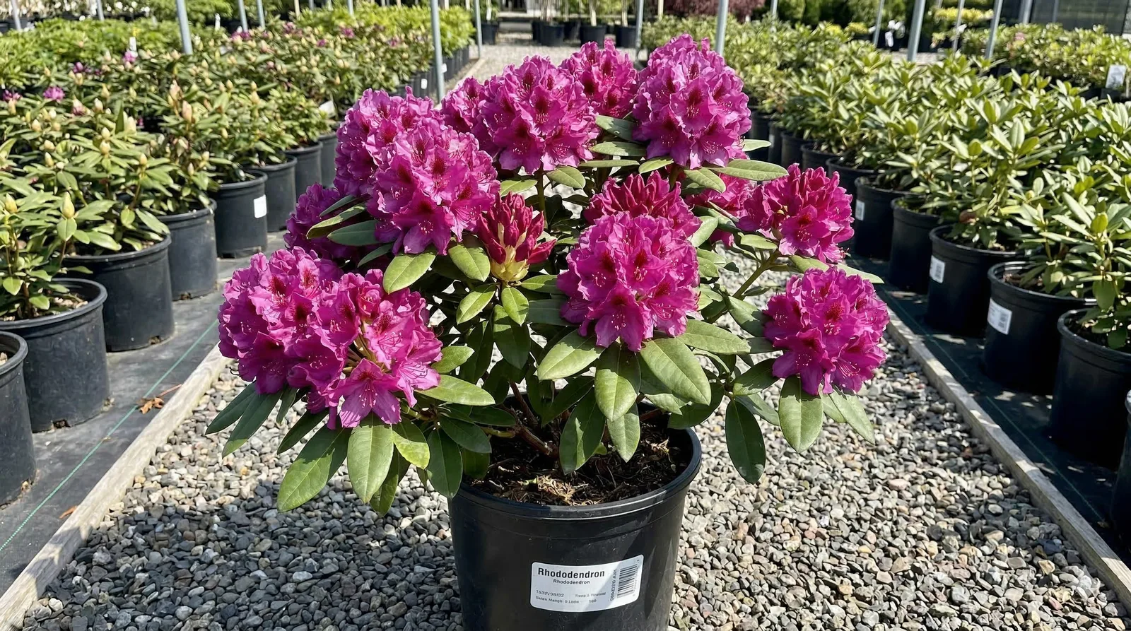 Рододендроны