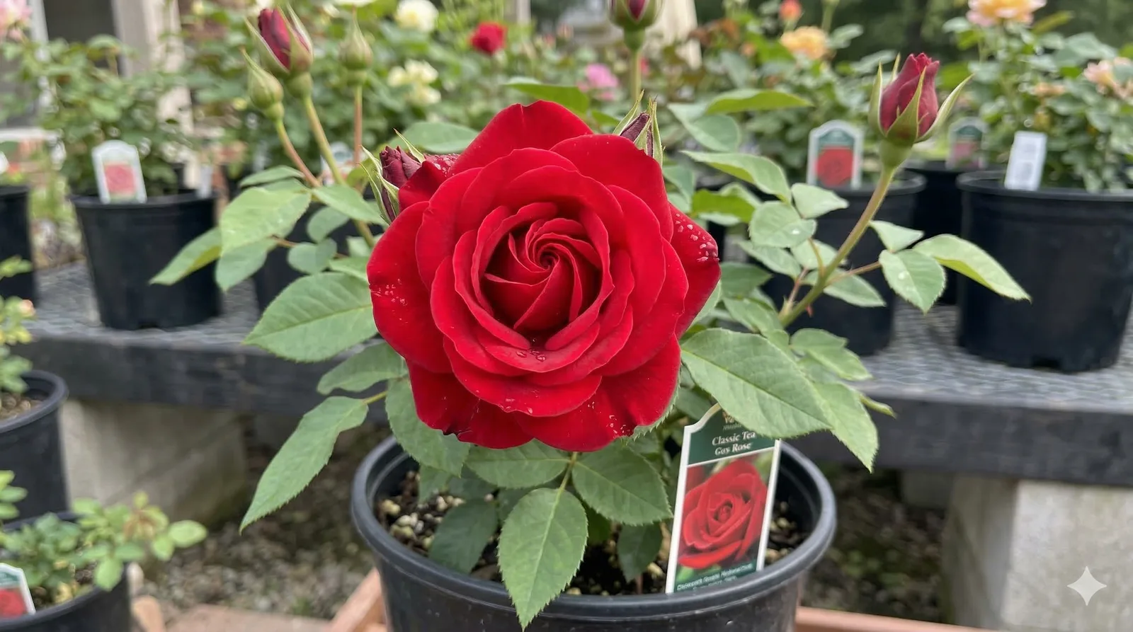 Чайногибридные