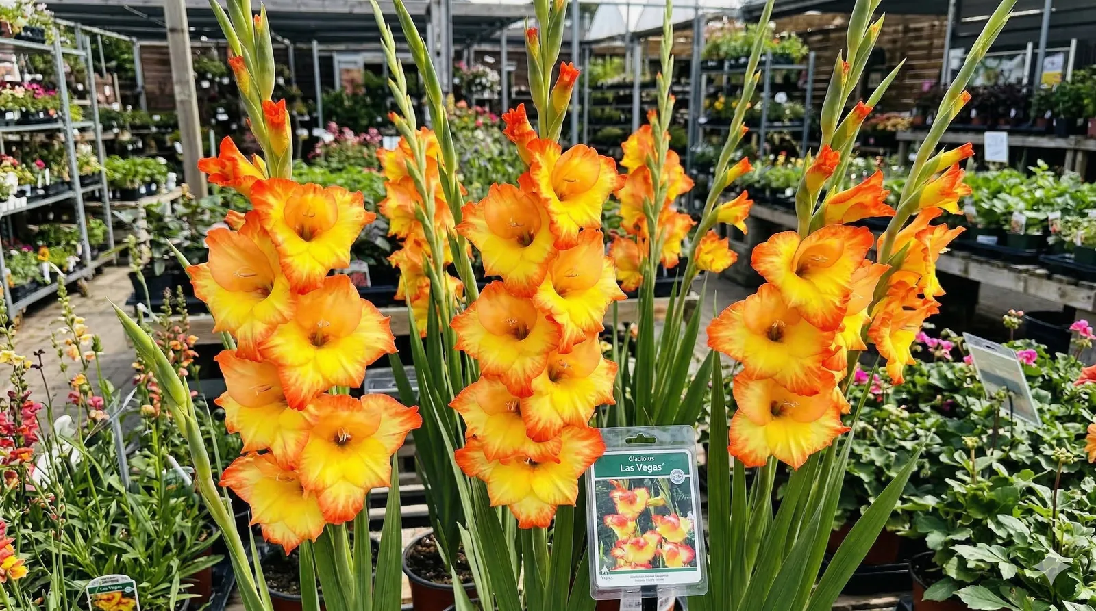 Гладиолус Las Vegas