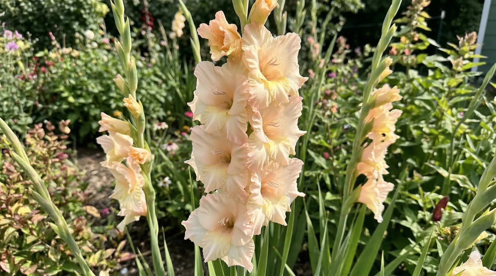 Гладиолус Mon Amour