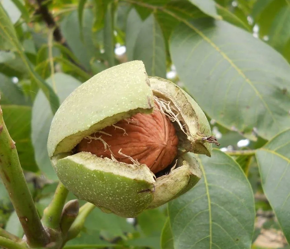 Грецкий орех