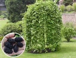 ШЕЛКОВИЦА плакучая