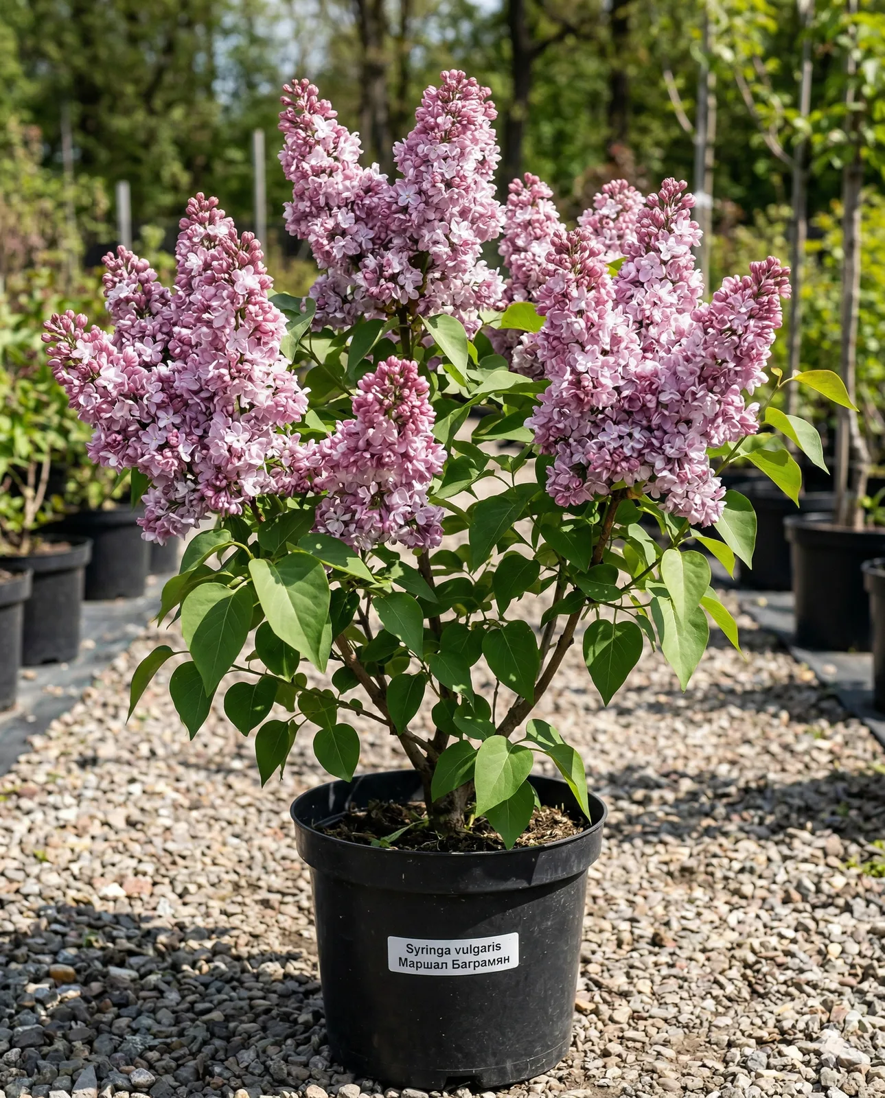 Маршал Баграмян