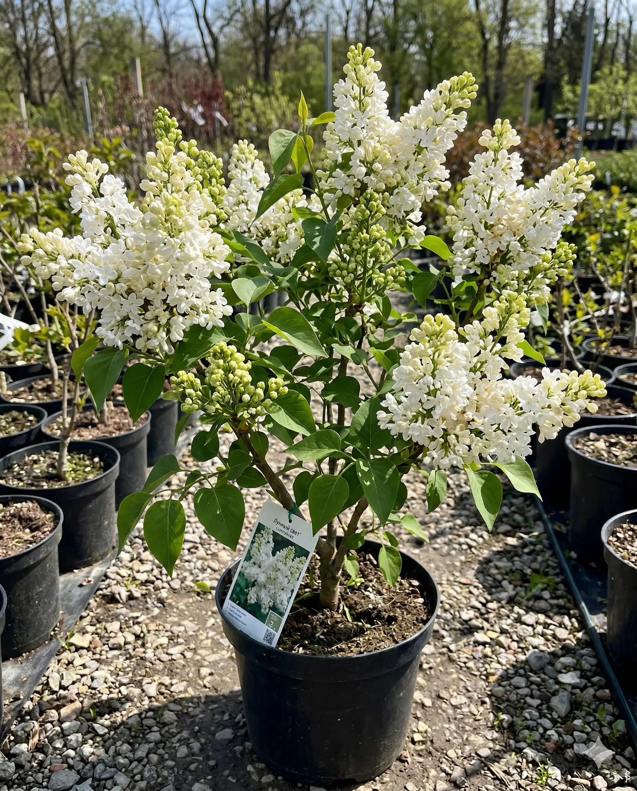 Лунный свет