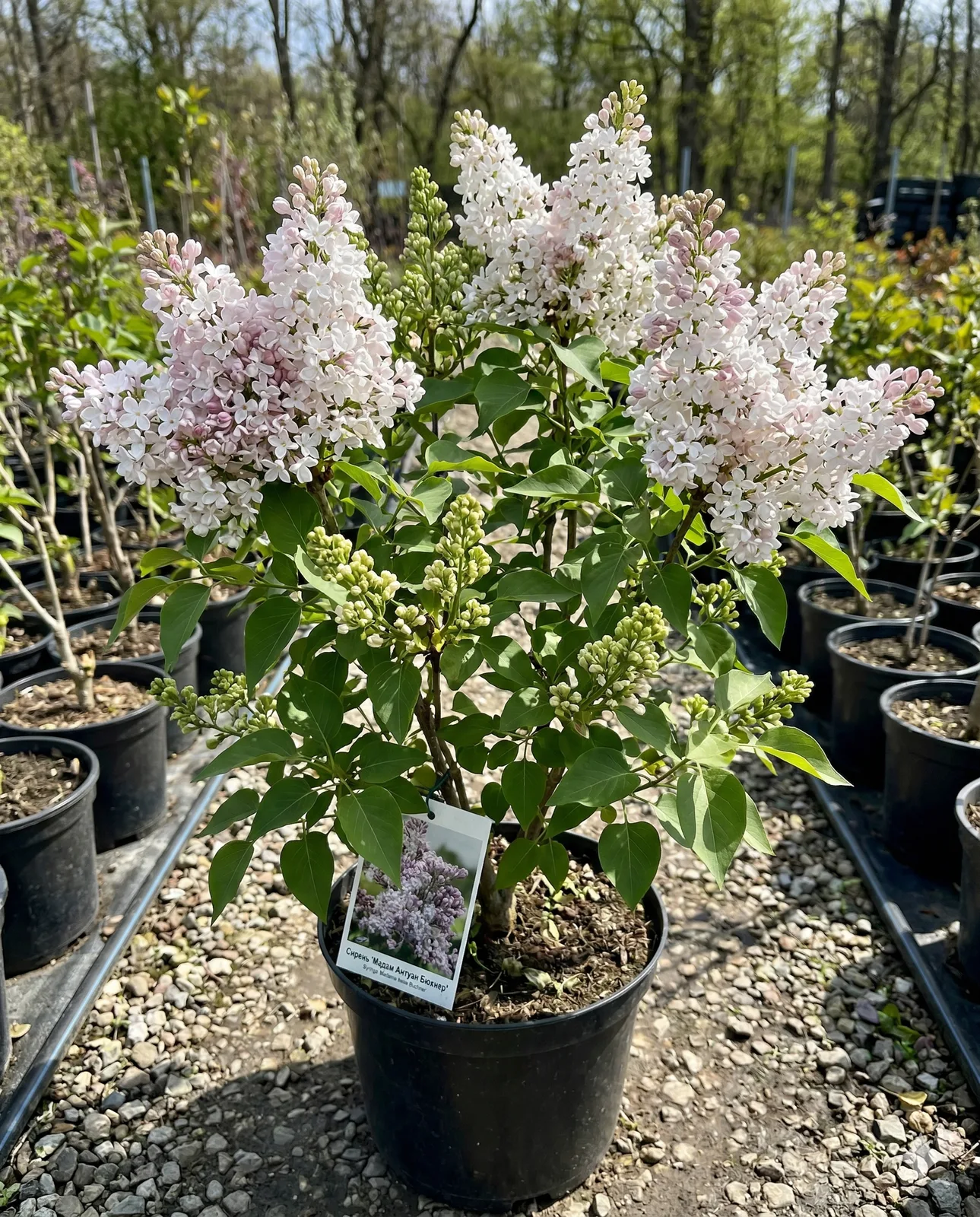 Мадам Антуан Бюхнер