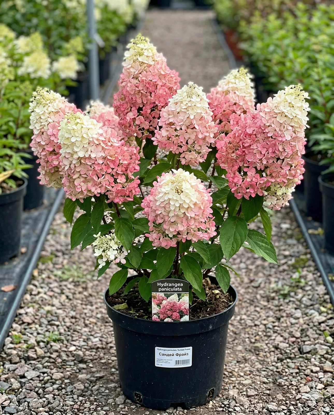 сандей фрайз