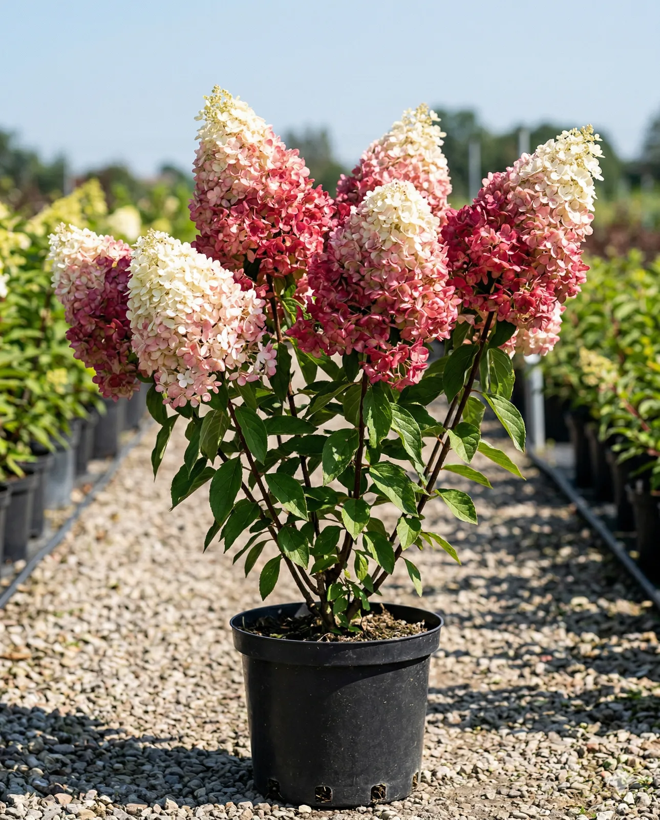 фрайз мельба