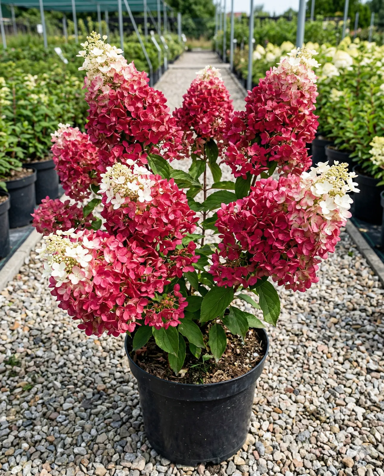 САМАРСКАЯ ЛИДИЯ