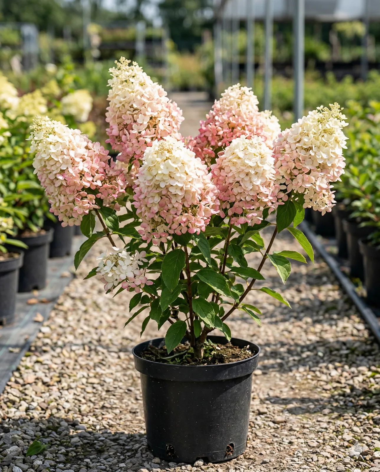 Тач оф Пинк» (Touch of Pink) 