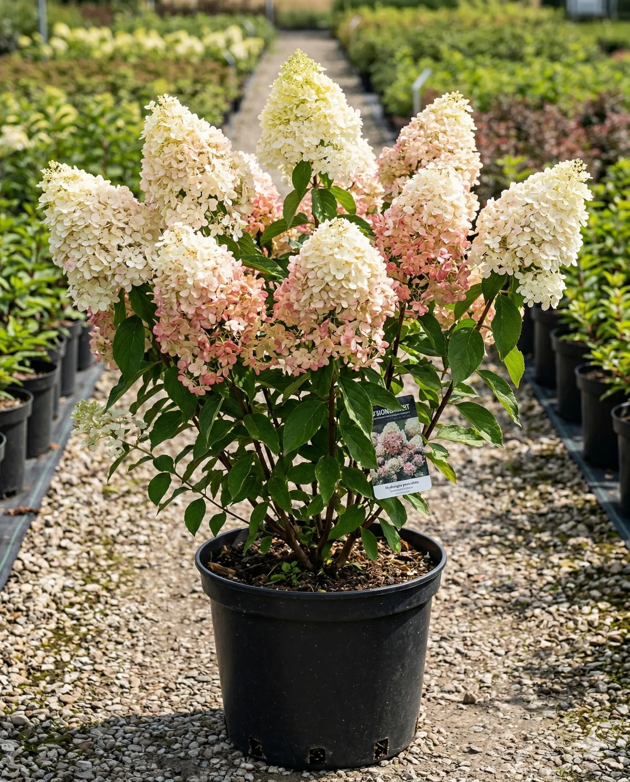 метельчтая гортензия