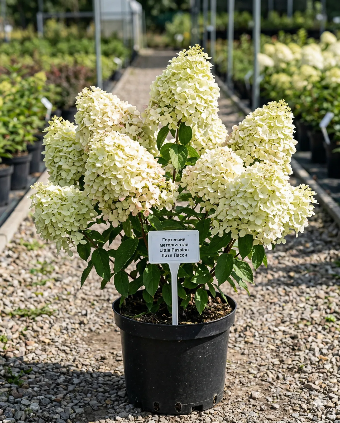 Little Passion (Литл Пэшн) 