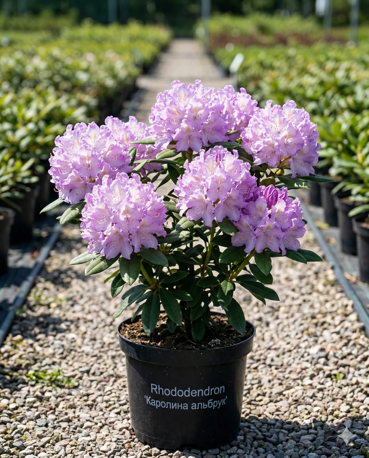 Каролина альбрук