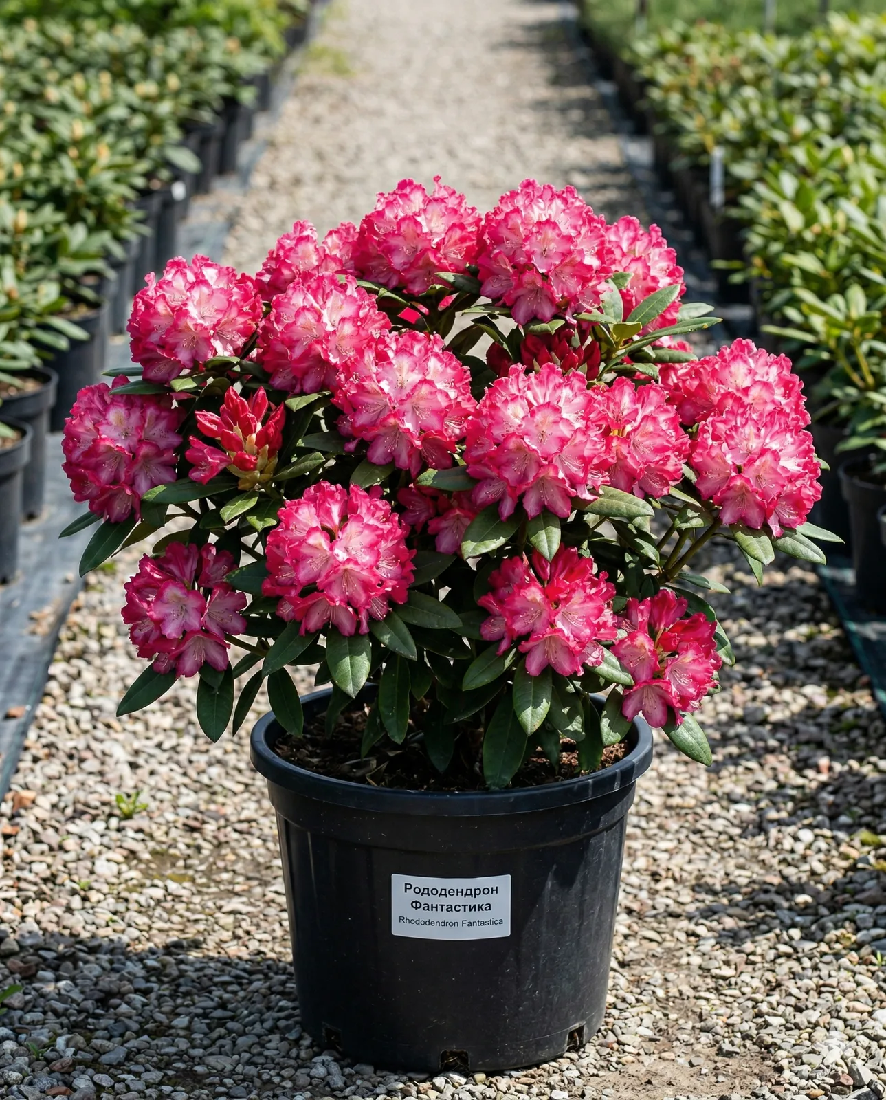 Рододендрон Фантастика