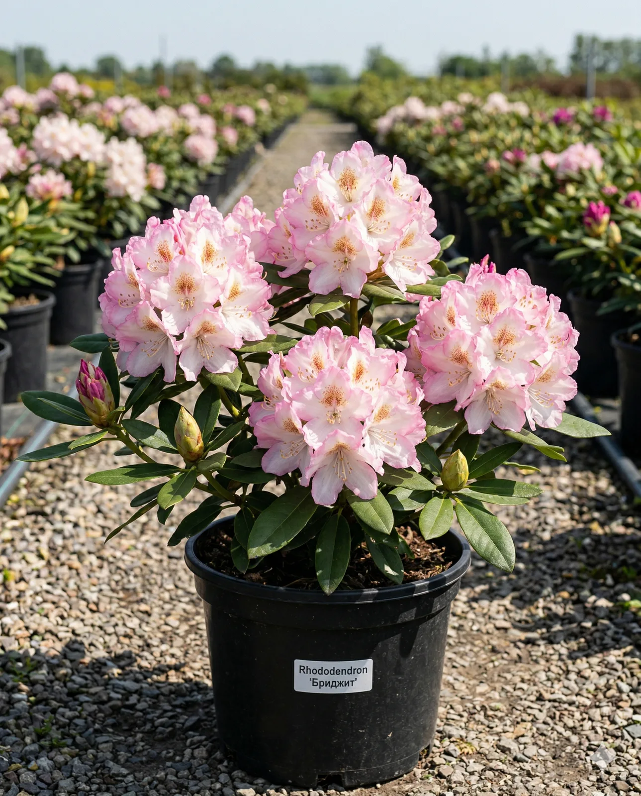 Рододендрон Бриджит