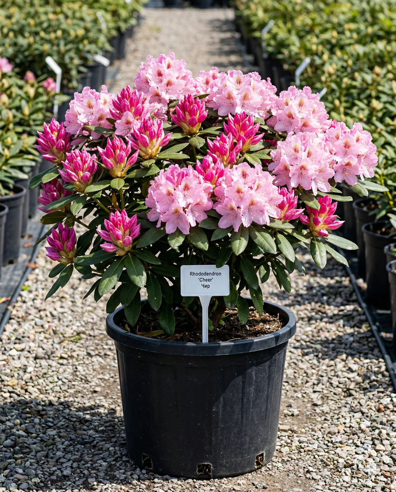 Рододендрон Чир