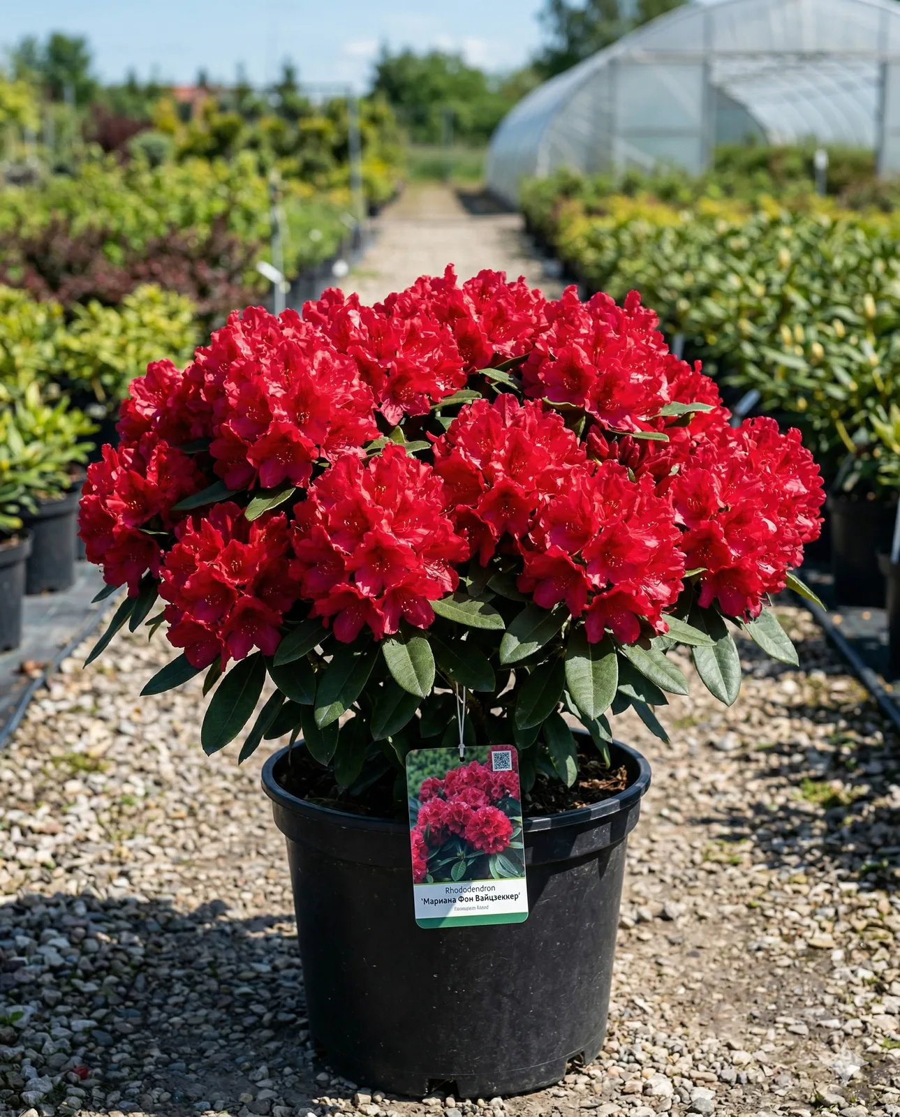 Рододендрон Мариана Фон Вайцзеккер
