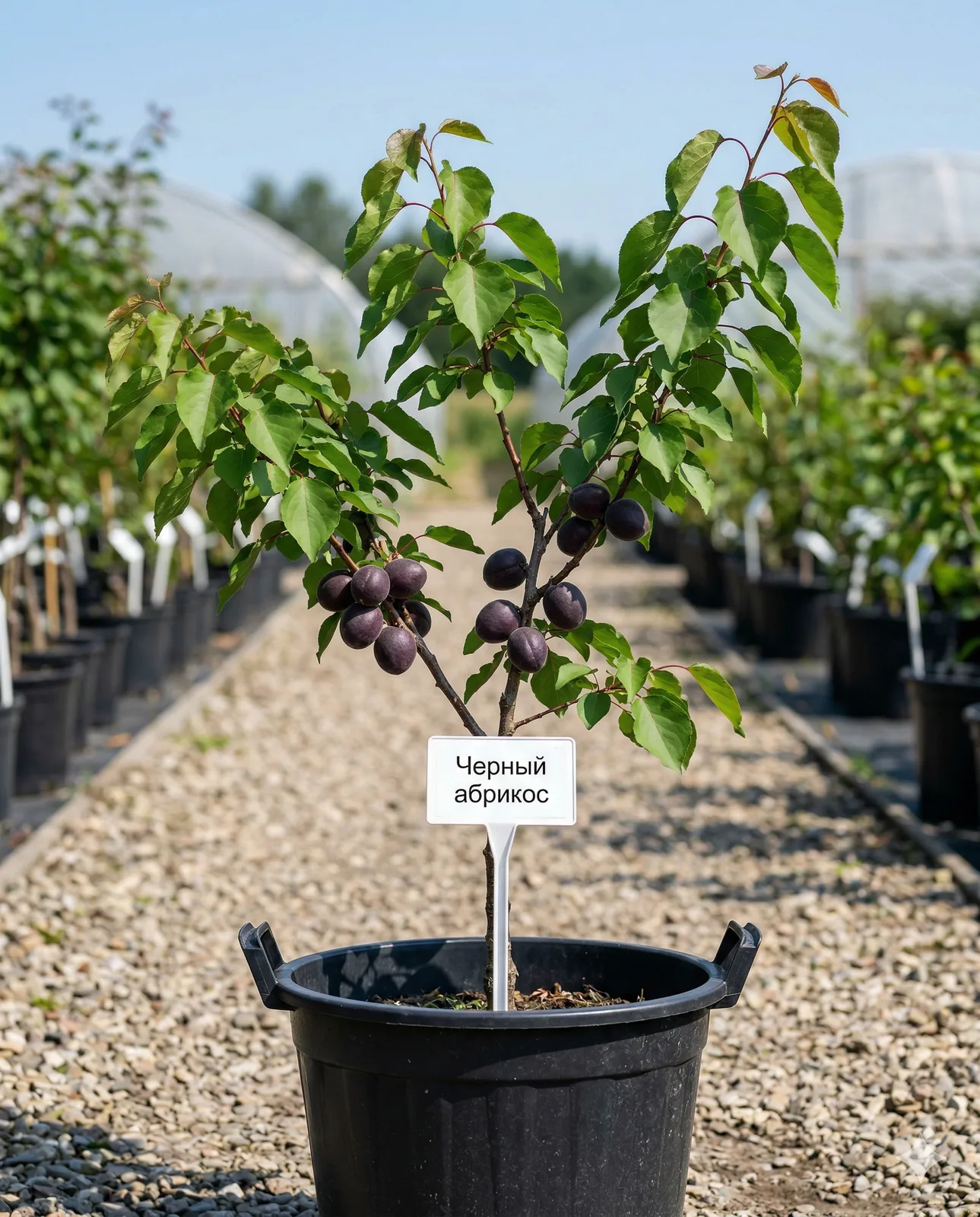 Черный абрикос