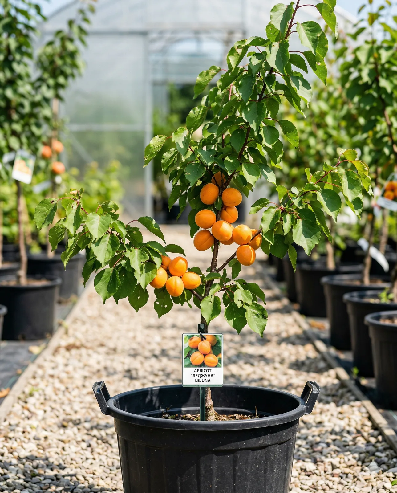 Леджуна (Lejuna) 