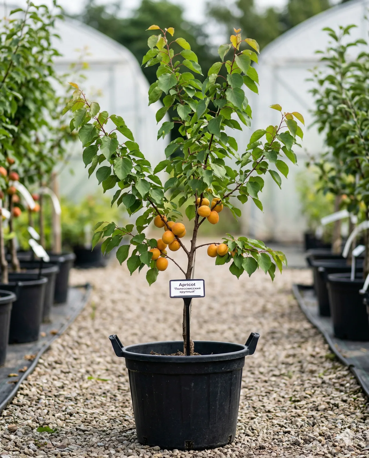 Полесский крупноплодный